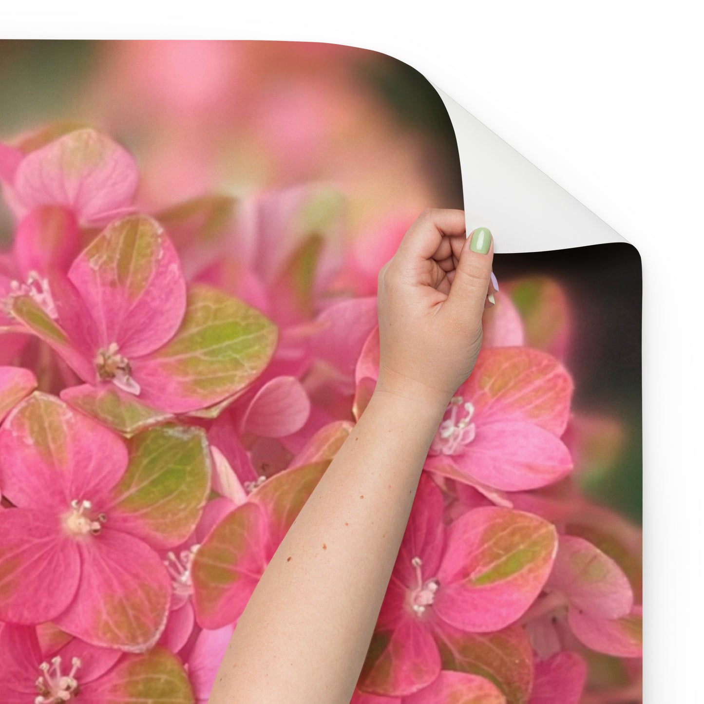 Pink Hydrangea Wrapping paper sheets