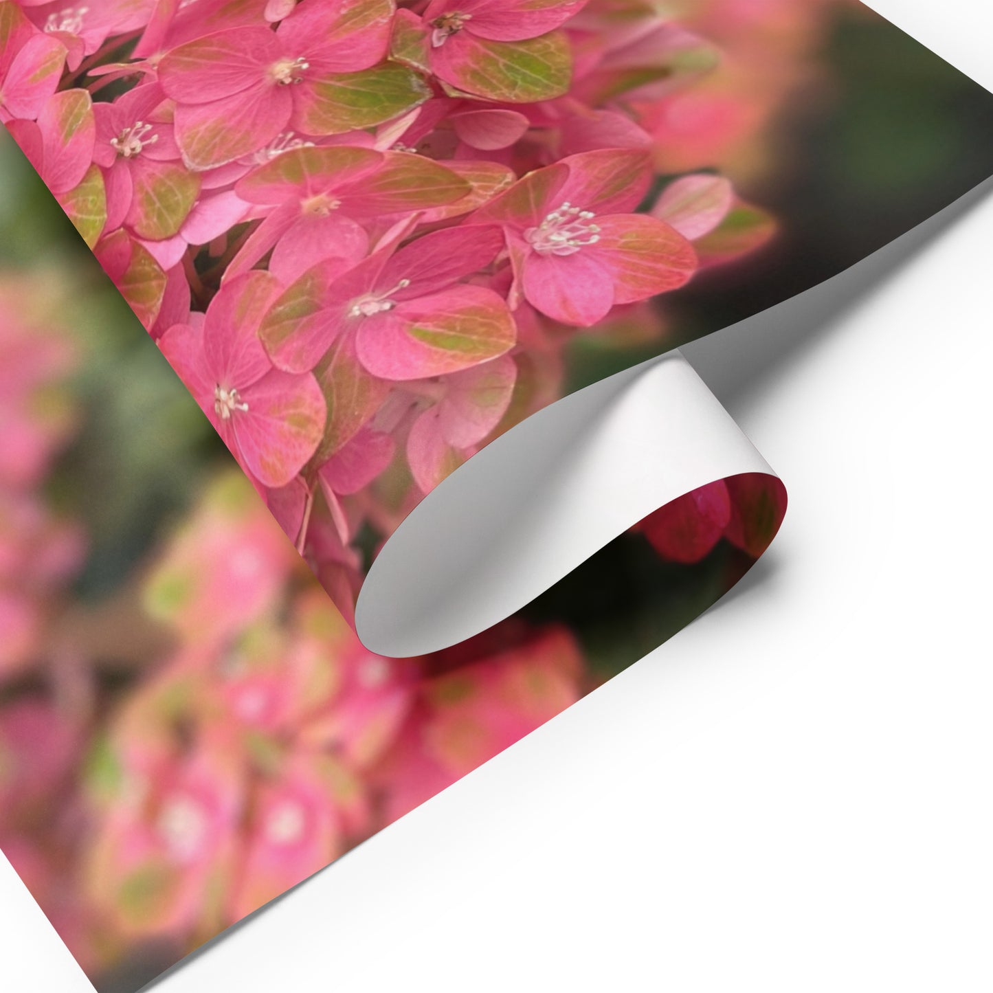 Pink Hydrangea Wrapping paper sheets