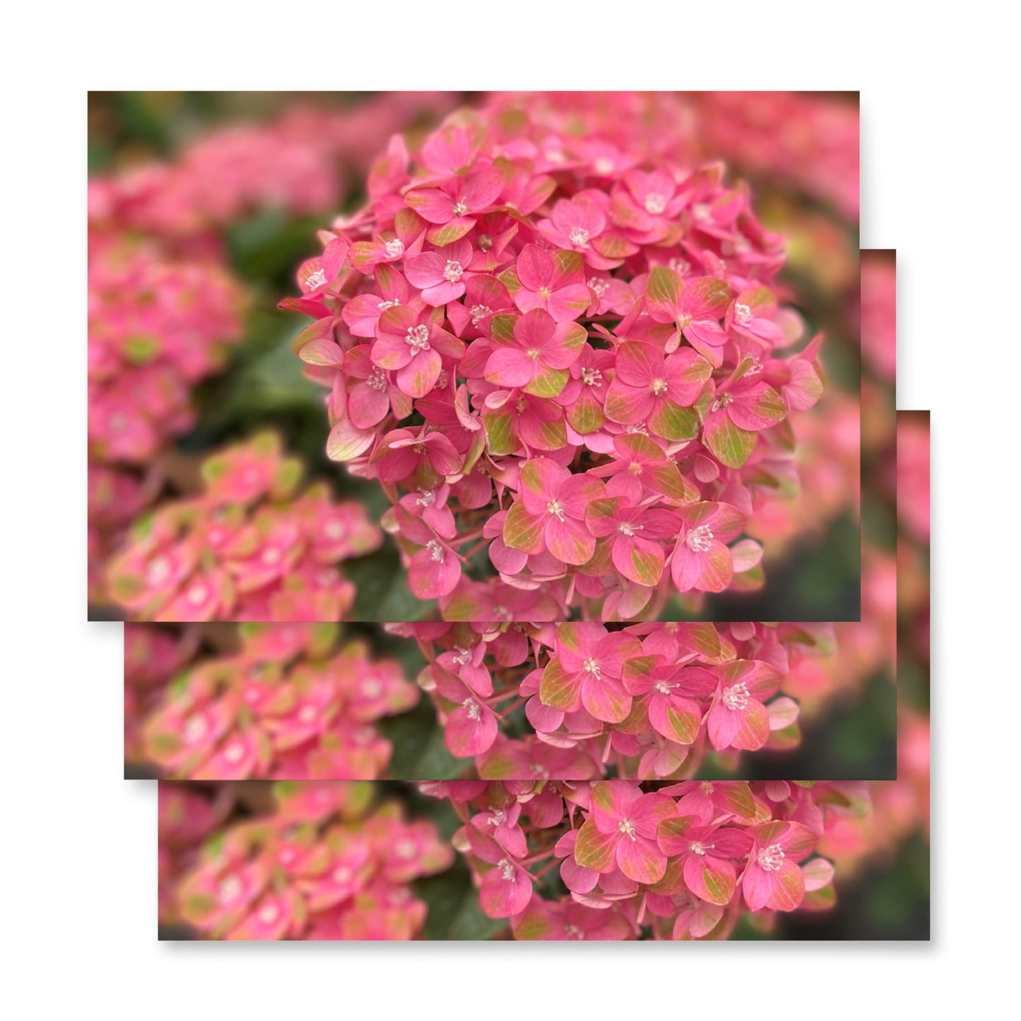 Pink Hydrangea Wrapping paper sheets