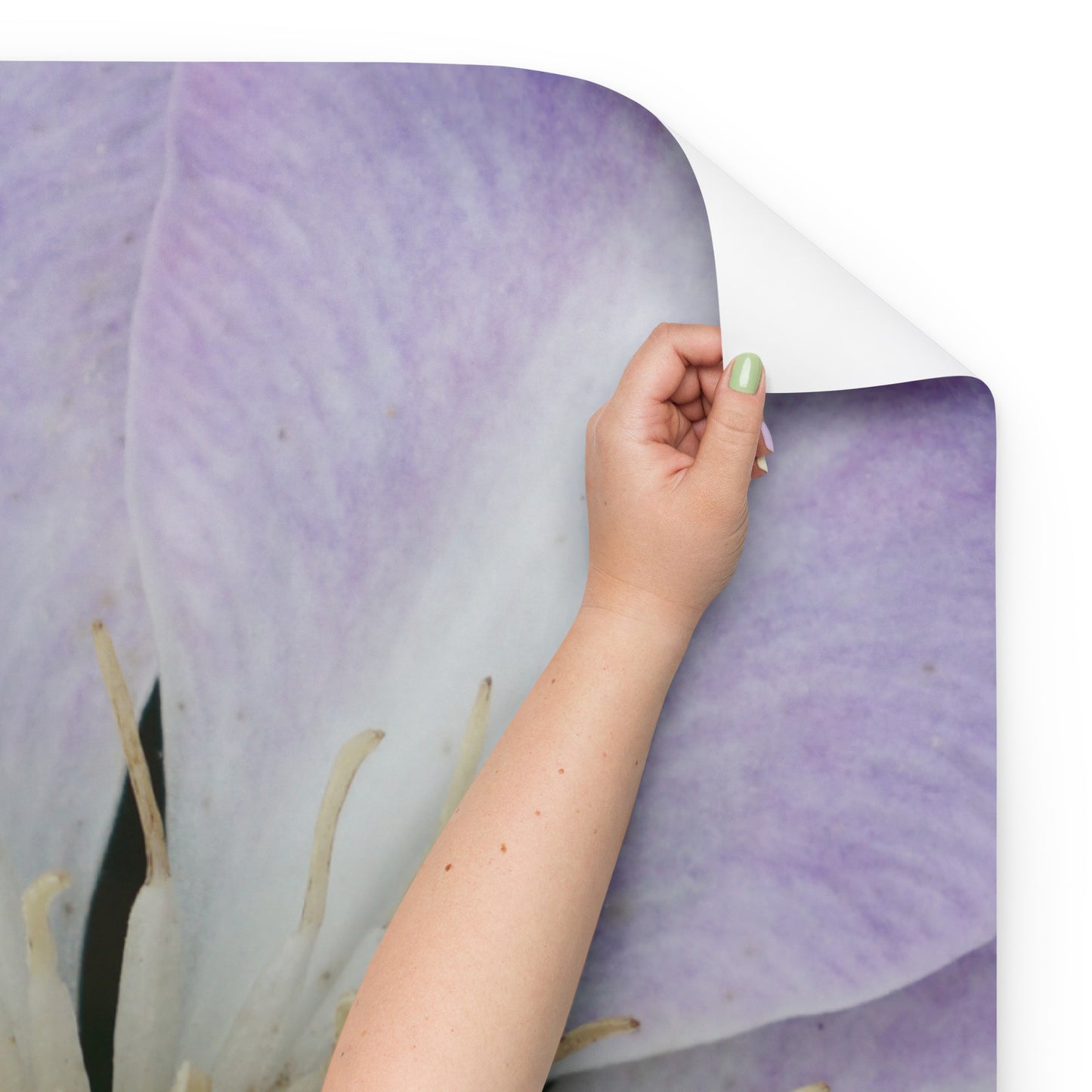 Purple Clematis Wrapping paper sheets