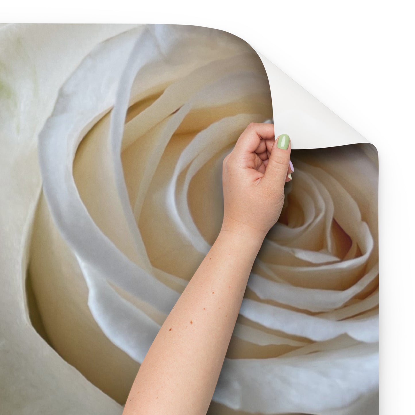 White Roses Wrapping paper sheets