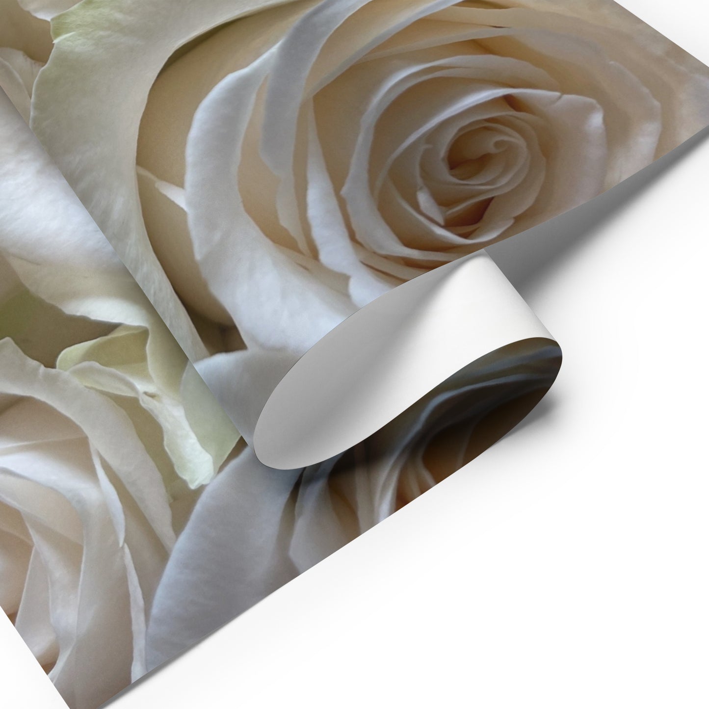 White Roses Wrapping paper sheets