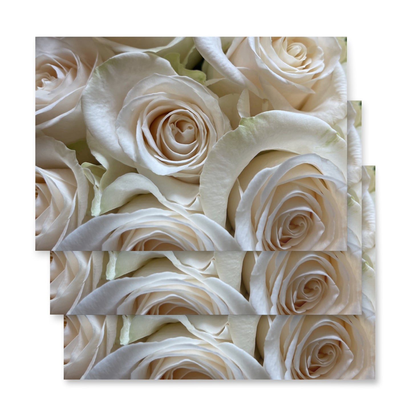 White Roses Wrapping paper sheets