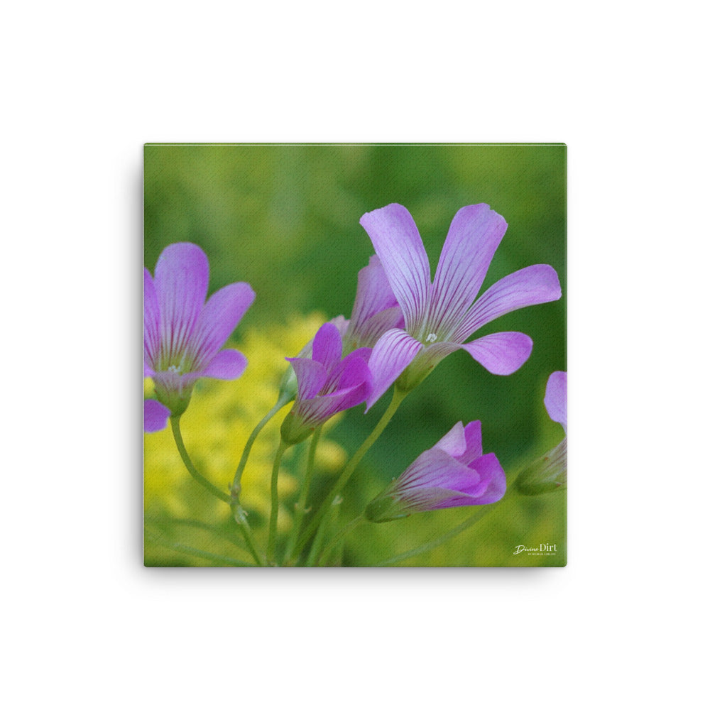 Oxalis_Sedum