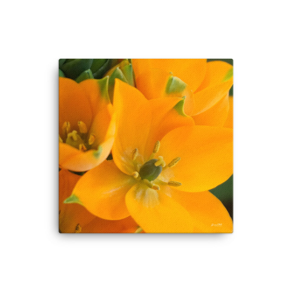 Orange Star