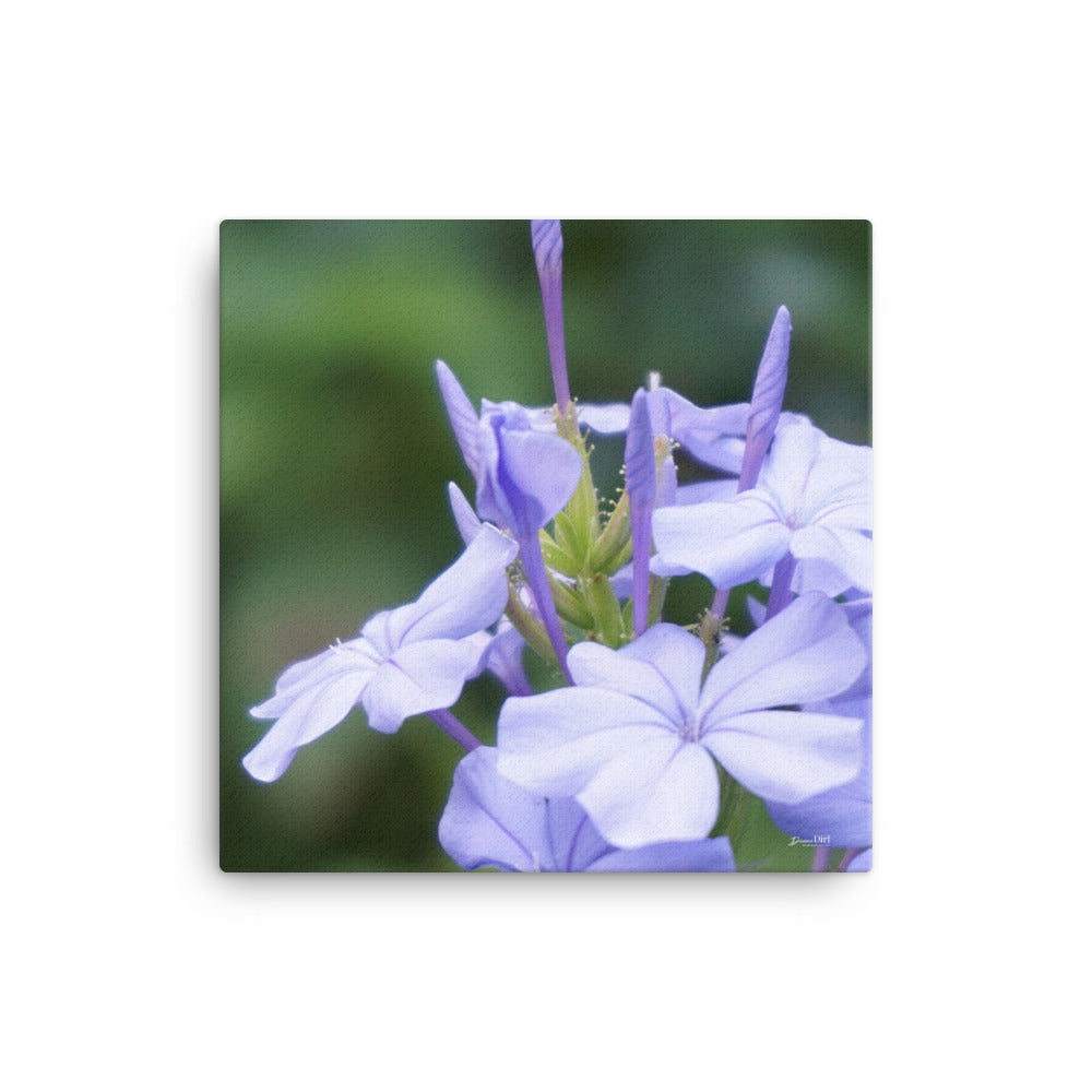 Blue Plumbago 12x12