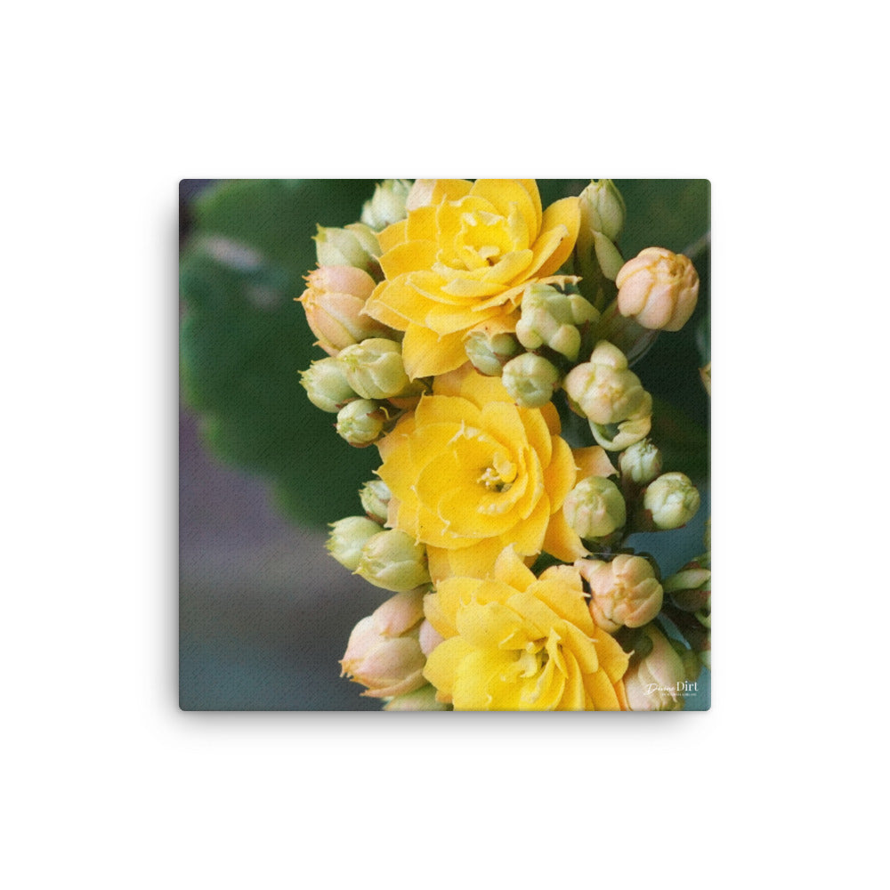 Kalanchoe_Yellow