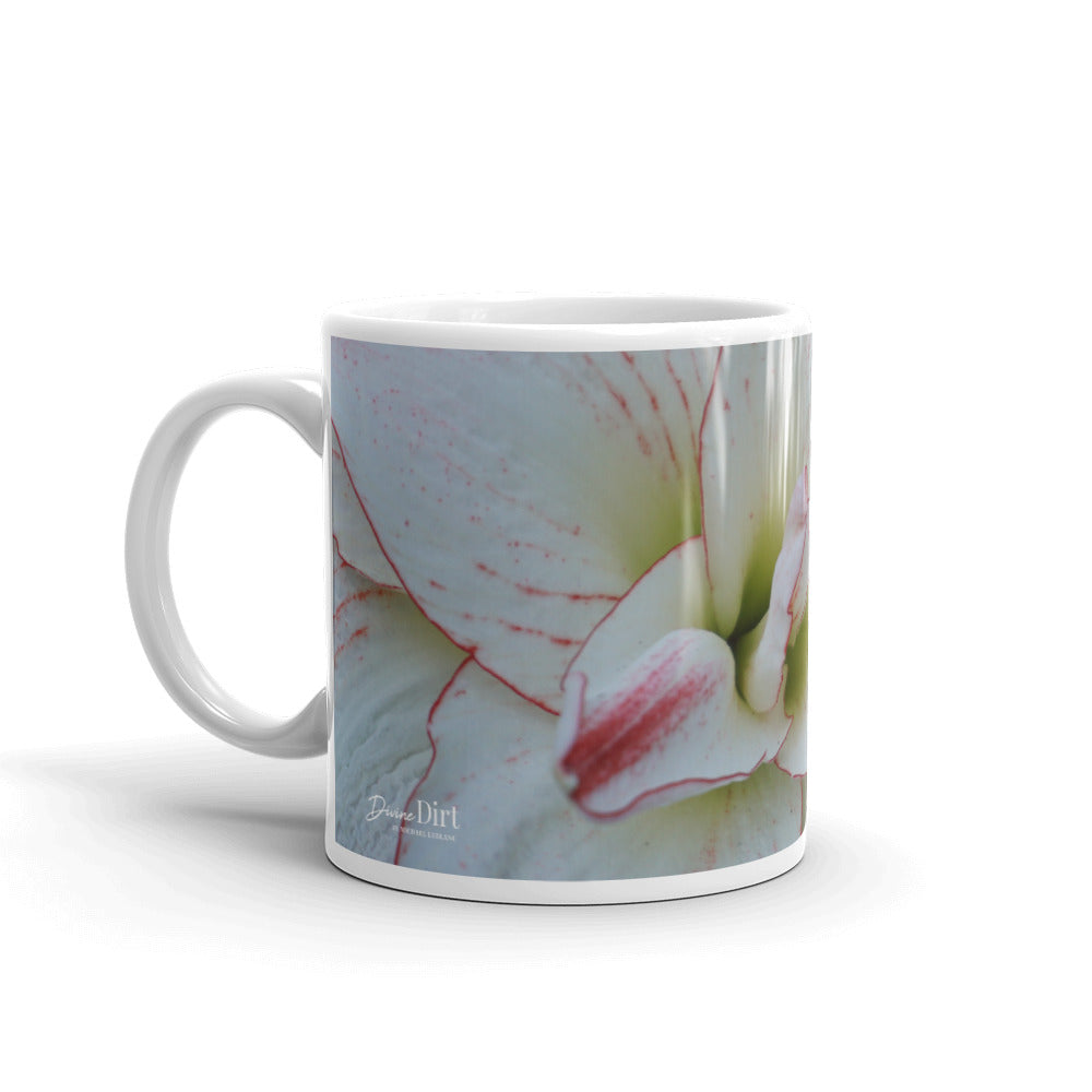 White Amaryllis close up without a message