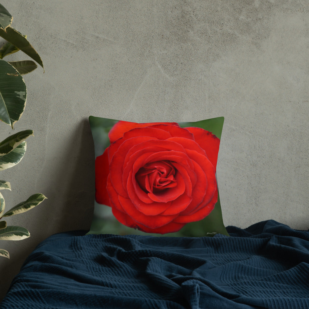 Red Rose Premium Pillow with White Back