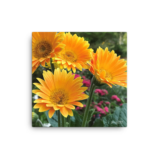 Gerbera Daisies Canvas