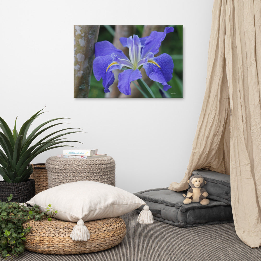 Purple Louisiana Iris Canvas  24x36