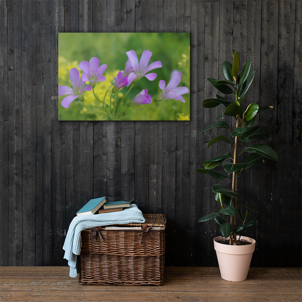 Oxalis Canvas 24x36