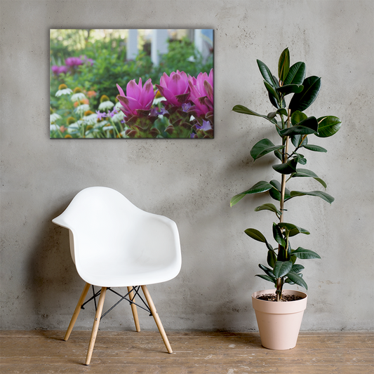 Siam Tulips Canvas 24x36