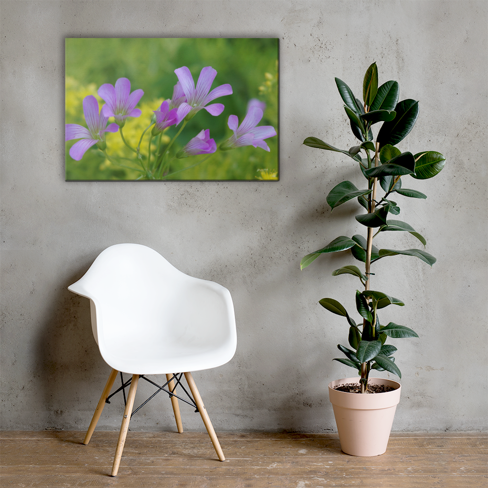 Oxalis Canvas 24x36
