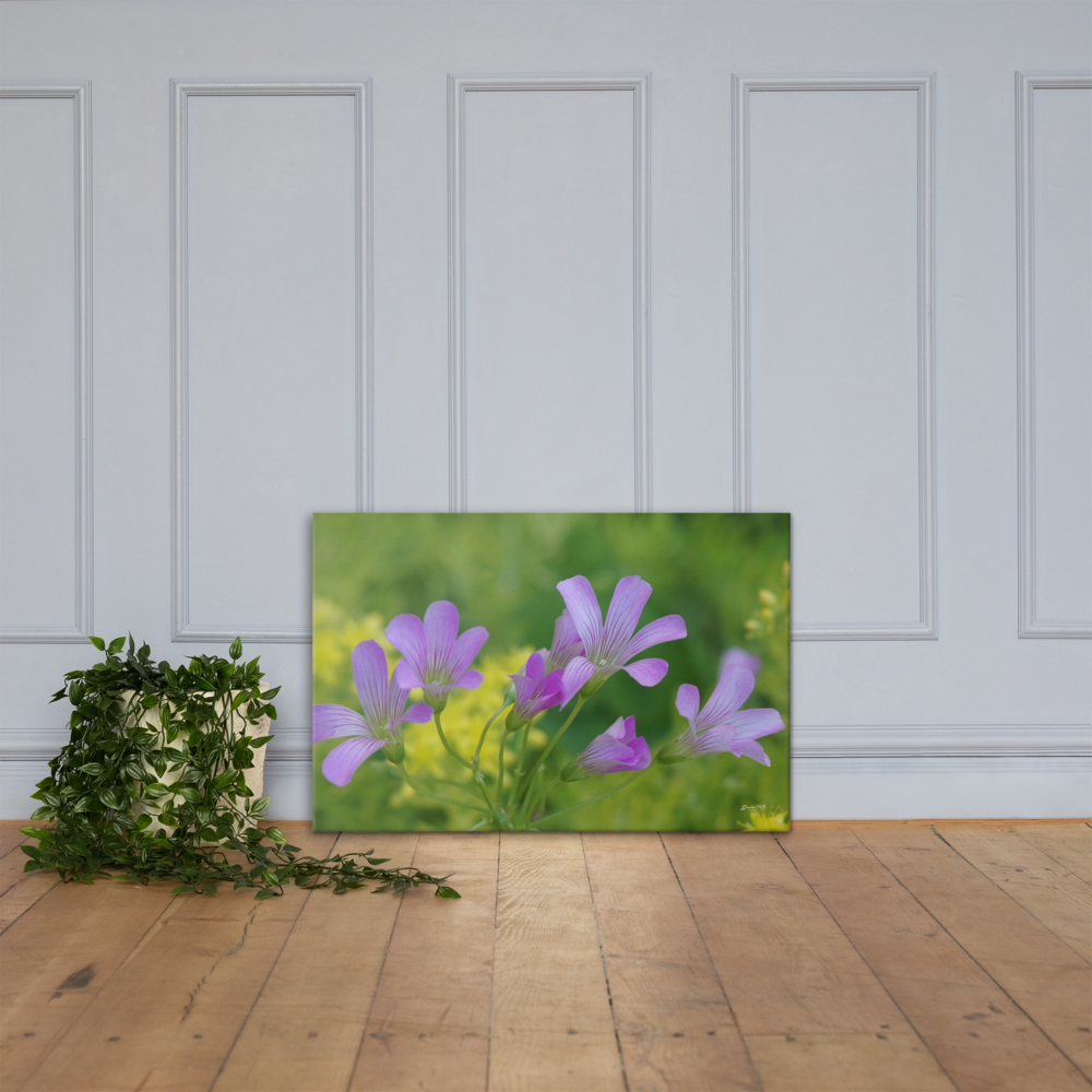 Oxalis Canvas 24x36