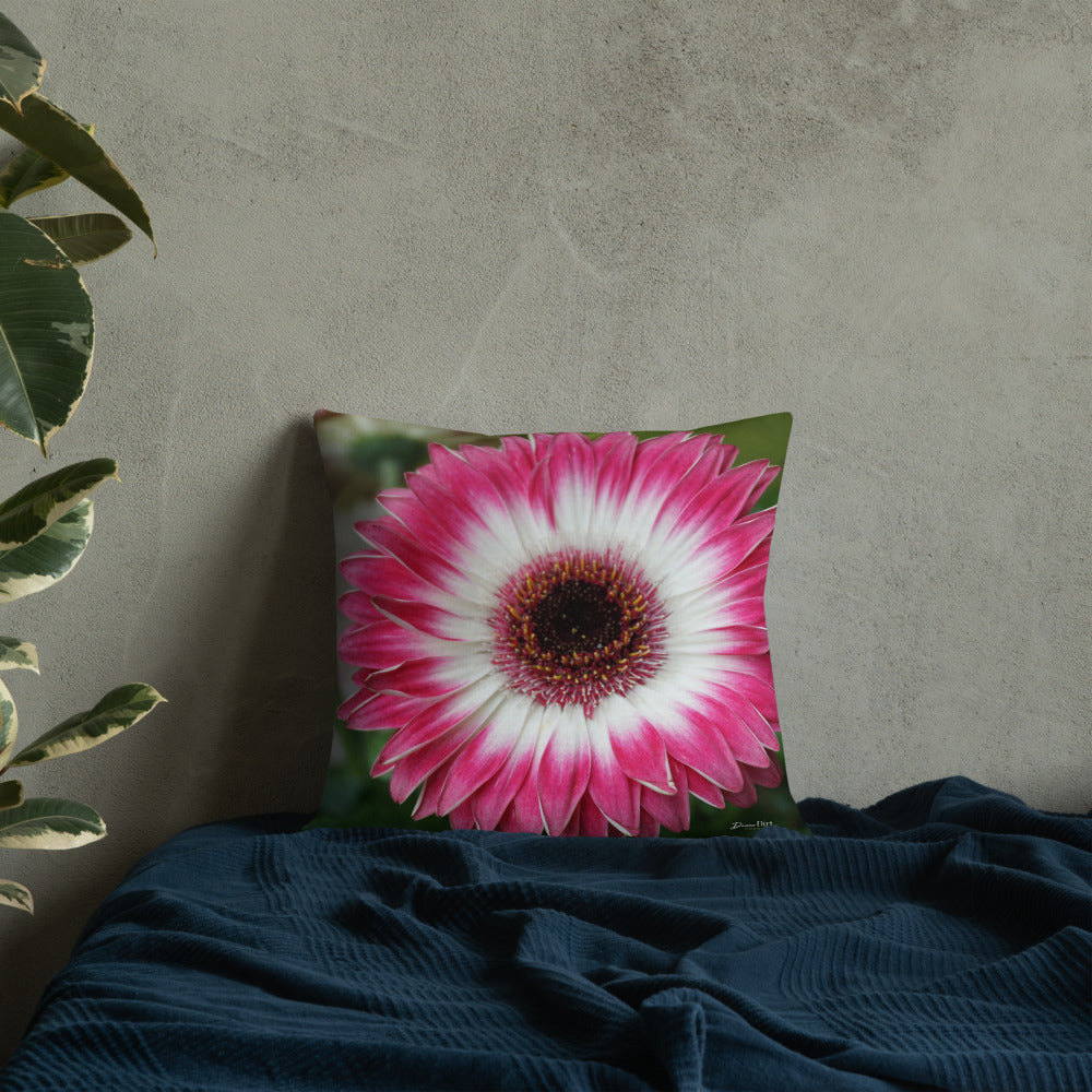 Pink Gerbera Daisy Premium Pillow with White Back