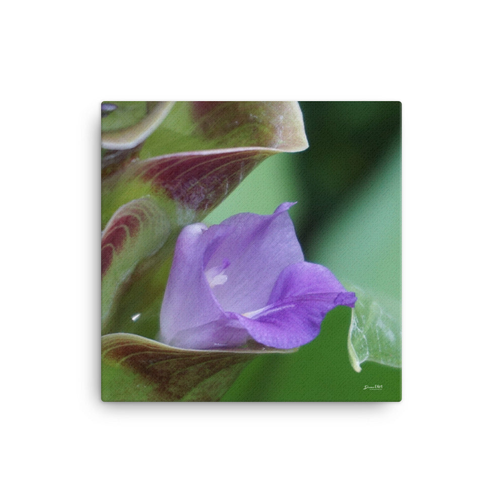Siam Tulips (Curcuma) Bracket Bloom