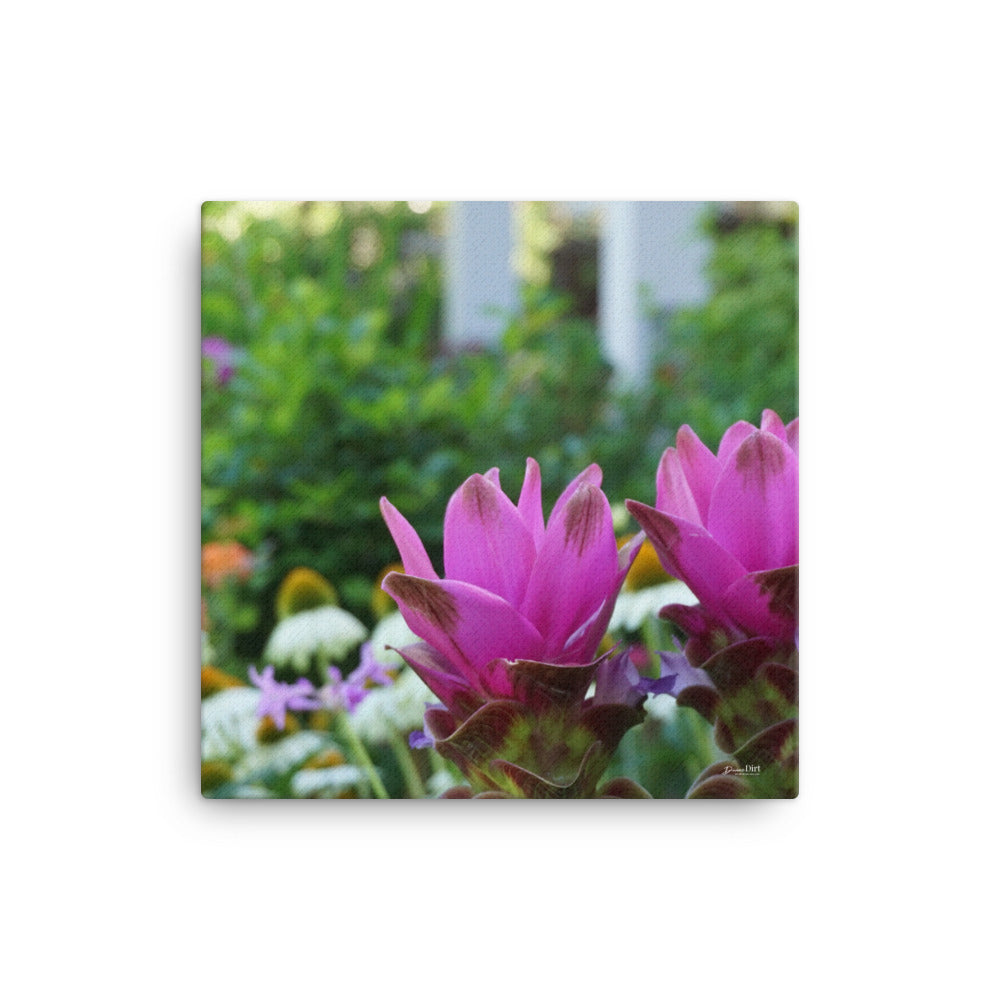 Siam Tulips (Curcuma)