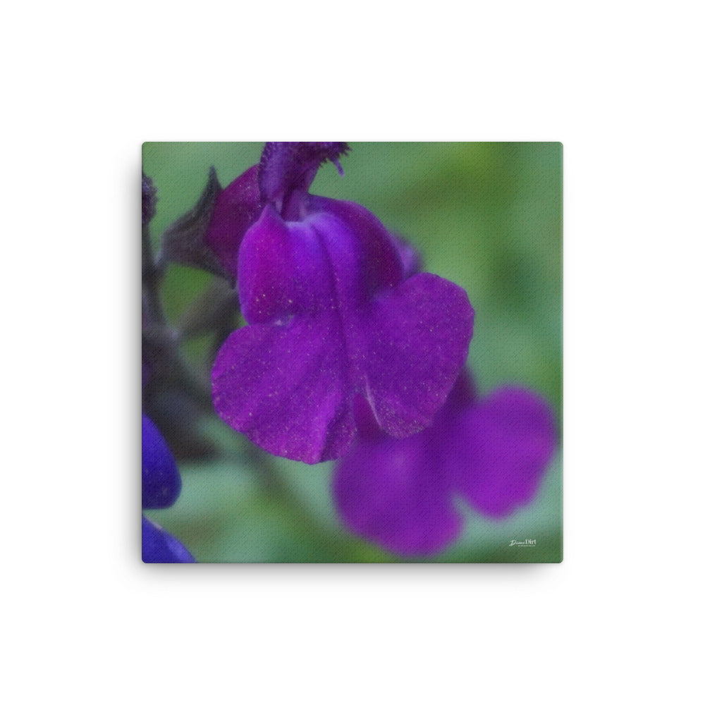 Salvia Greggii