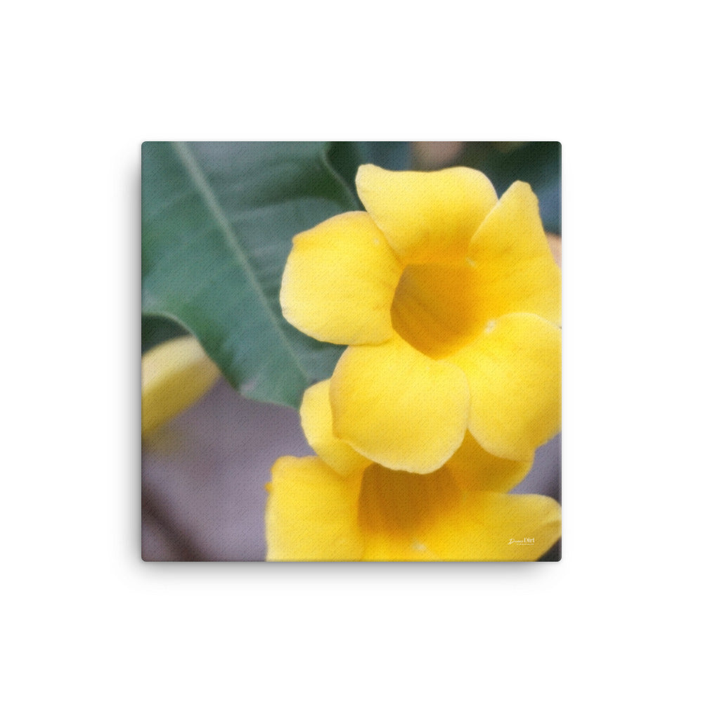 Yellow Allamanda