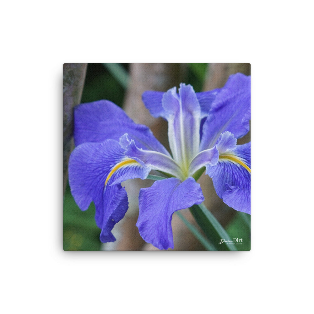 Purple Louisiana Iris