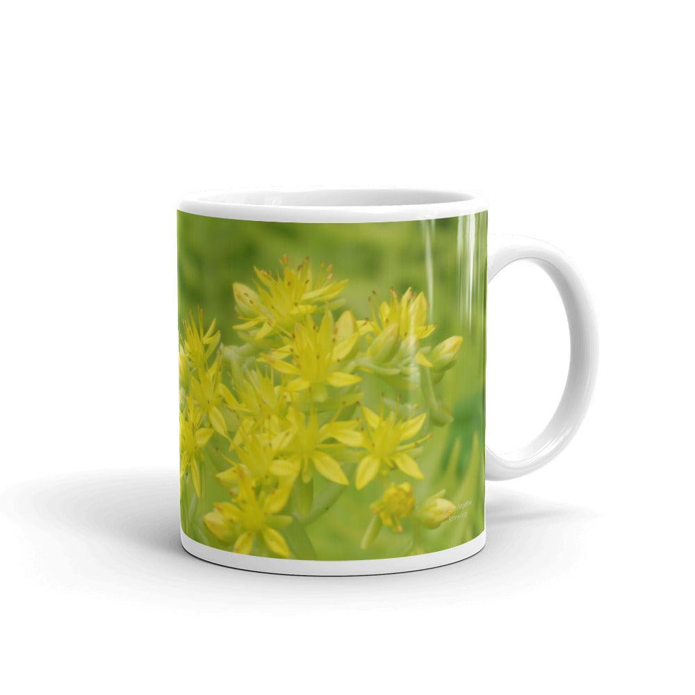 Sedum Angelina Stonecrop (Give the energy of thanks)