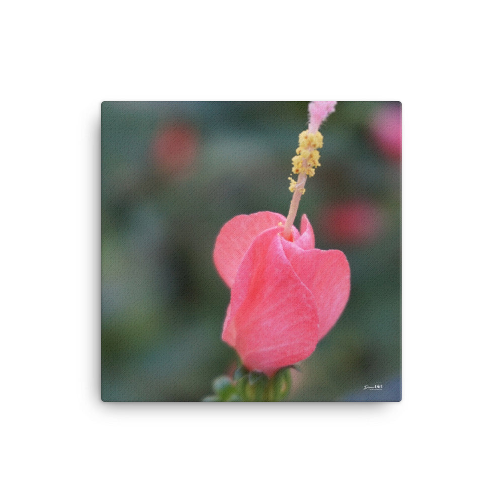 Pink Turk's Cap