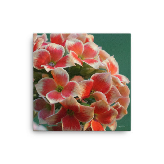 Kalanchoe_Orange_Bi Color