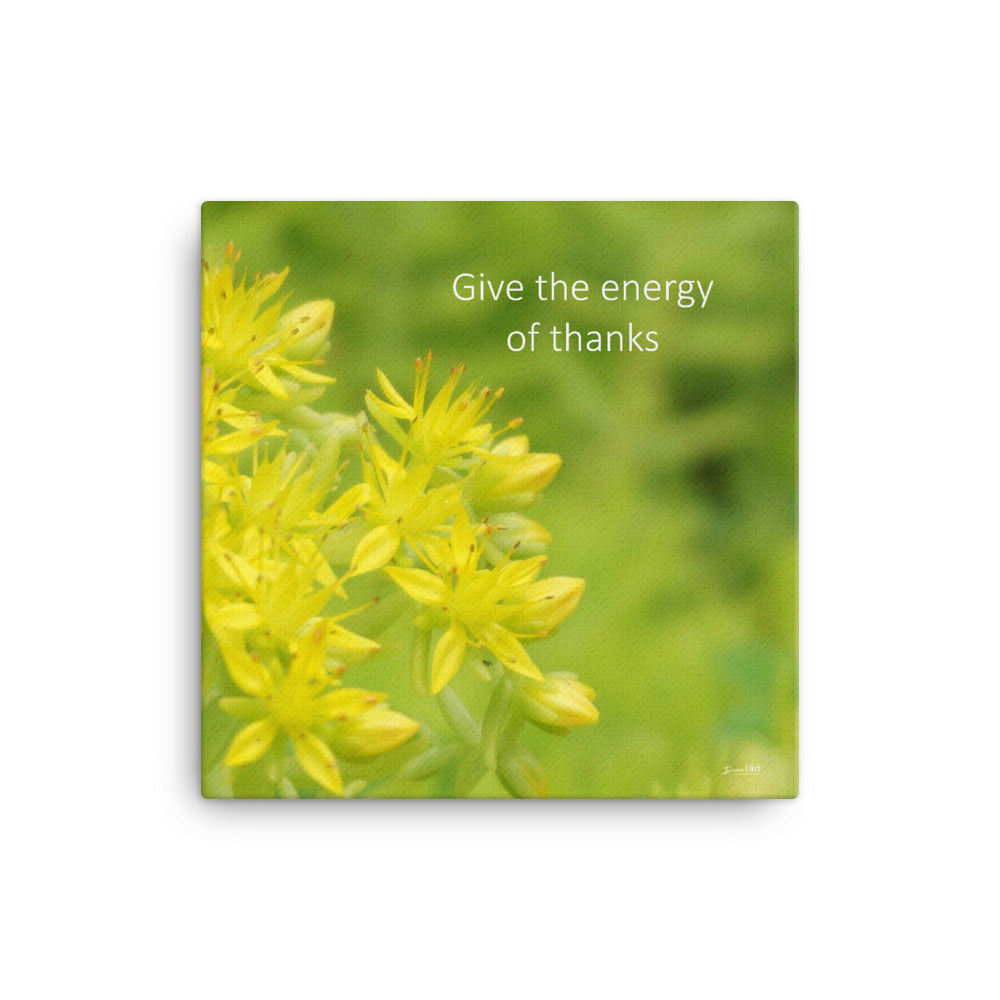 Sedum Angelina Stonecrop (Give the energy of thanks)