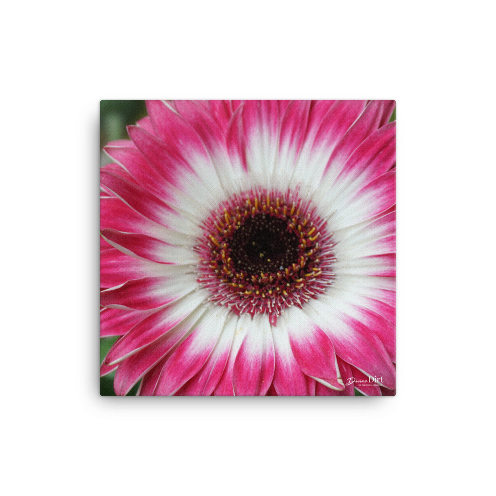 Gerbera Daisy Pink