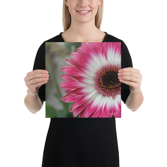 Gerbera Daisy Canvas