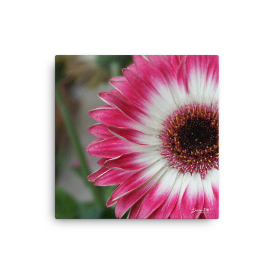 Gerbera Daisy Canvas 12x12