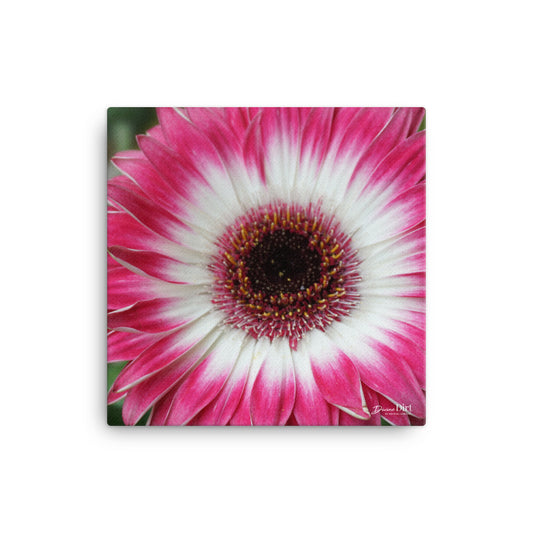 Gerbera Daisy Canvas 12x12