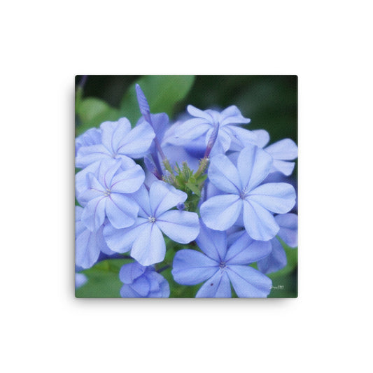 Blue Plumbago 12x12