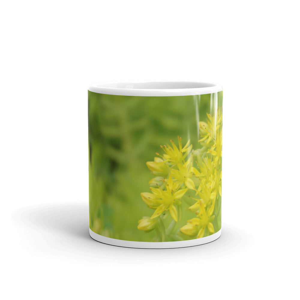 Lime Green Sedum without a message