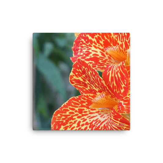 Dwarf Canna-Picasso  12x12