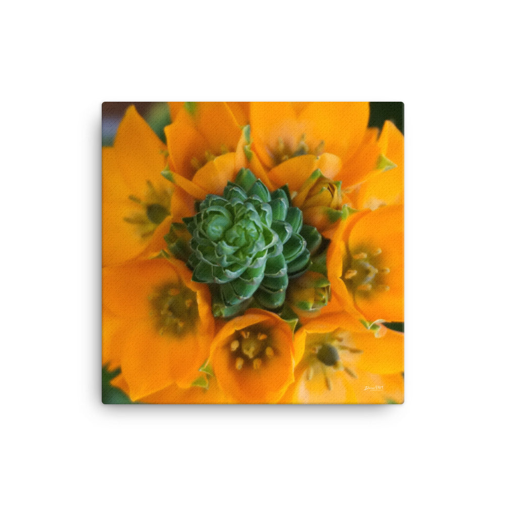 Orange Star_Top View