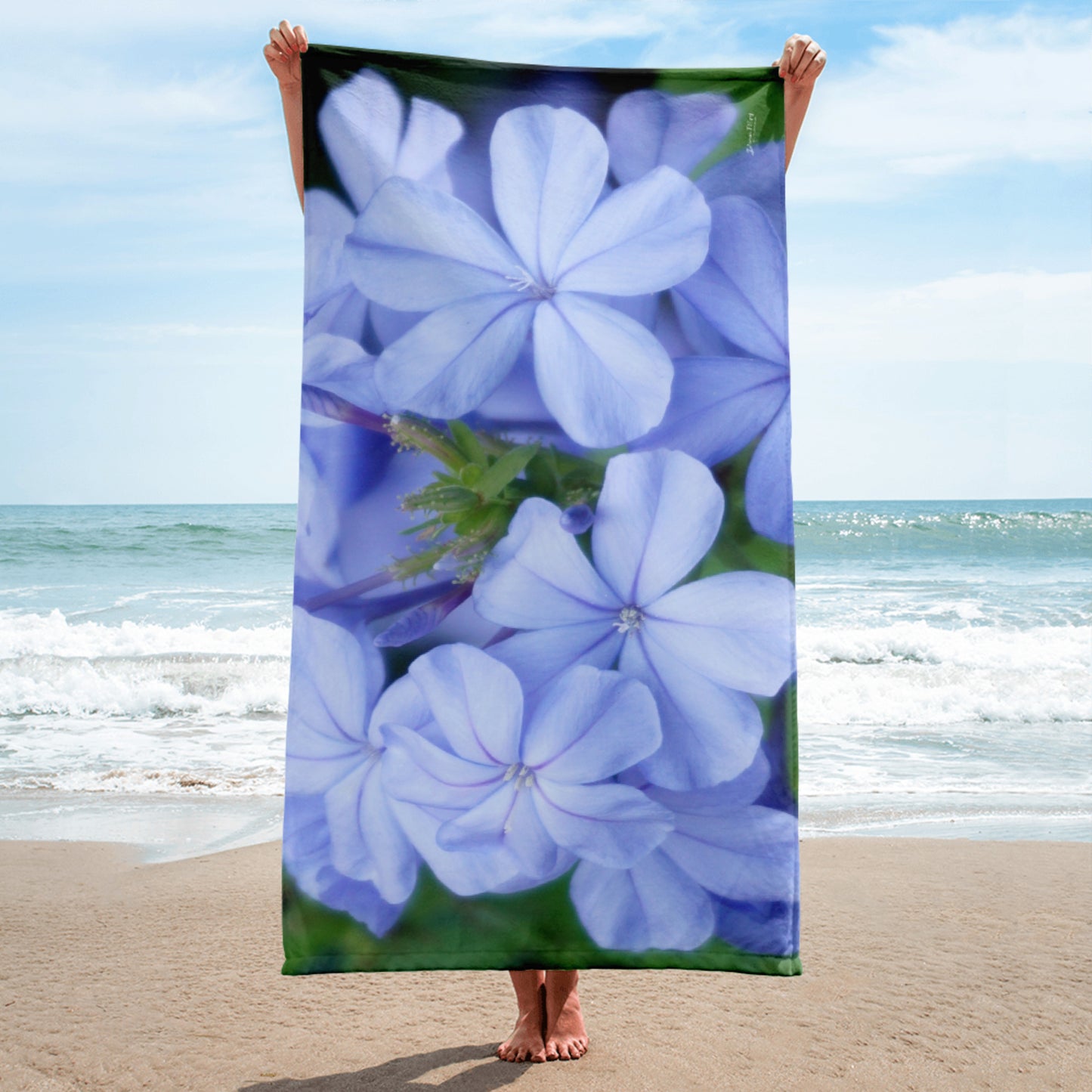 Blue Plumbago