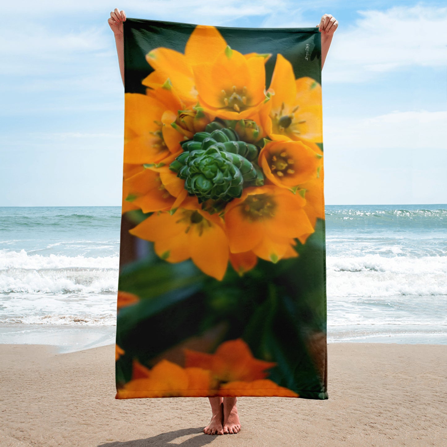 Orange Star  'Symmetry'