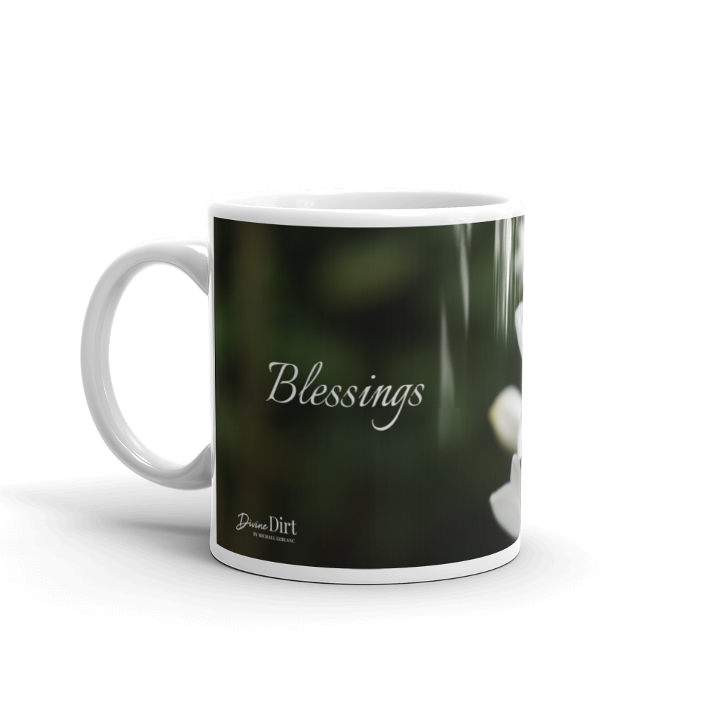 White Agapanthus 'Blessings'